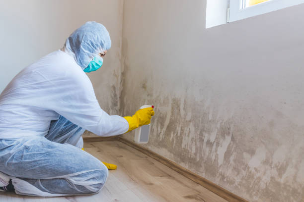 Licensed Black Mold Removal service in Langhorne, PA - WQB Mold Removal