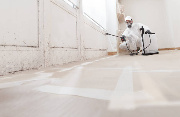 Trusted Black Mold Removal service in Langhorne, PA - WQB Mold Removal
