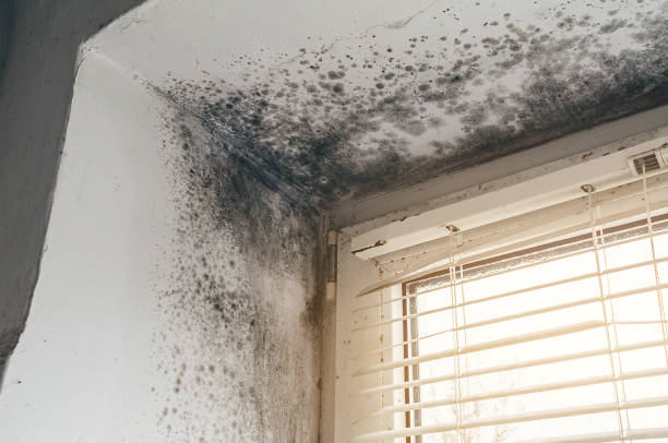 Affordable Black Mold Removal solutions in Langhorne, PA