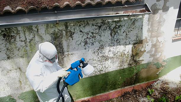Top rated local Black Mold Removal specialists in Langhorne, PA